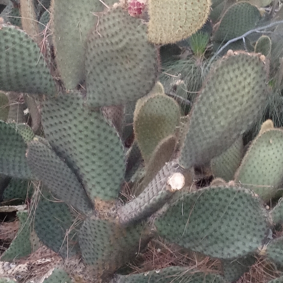 Prickly Pear pad - Picture 2 of 7